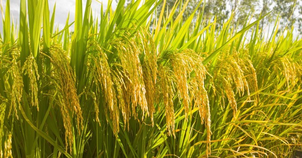 Một giống lúa Việt "cấy một vụ, ăn cả năm", năng suất "khủng"