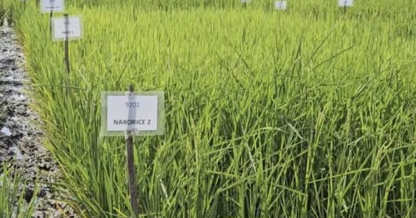 Phát minh chưa từng có của Ấn Độ làm rung chuyển ngành lương thực: Tạo ra giống lúa chỉnh sửa gen tăng 30% năng suất, sản lượng tăng thêm 4,5 triệu tấn lúa