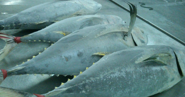 Một sản vật dưới nước của Việt Nam được Canada liên tục săn lùng: Thu về hơn 38 triệu USD, Thái Lan đang là là đối thủ lớn nhất