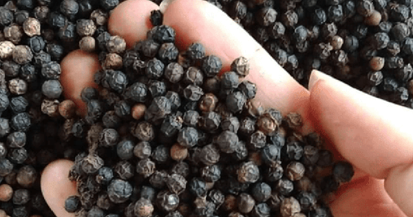 Xuất khẩu hồ tiêu đạt cao nhất từ trước đến nay