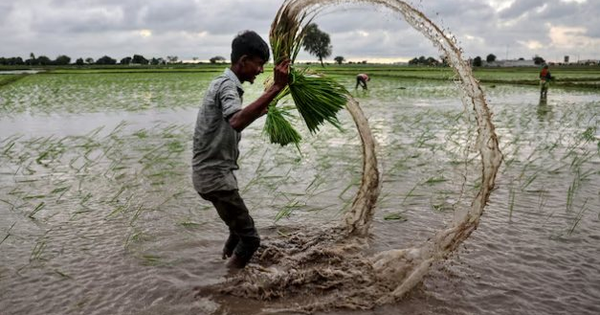 Không phải Philippines hay Ấn Độ, đây mới là ‘thủ phạm’ khiến gạo Việt Nam, Thái Lan đón tin buồn: Giá giảm 44% vì một động thái