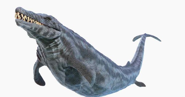 Thung lũng cá voi ở Ai Cập hé lộ hành trình tiến hóa kỳ lạ khi cá voi từng có chân và sống trên đất liền