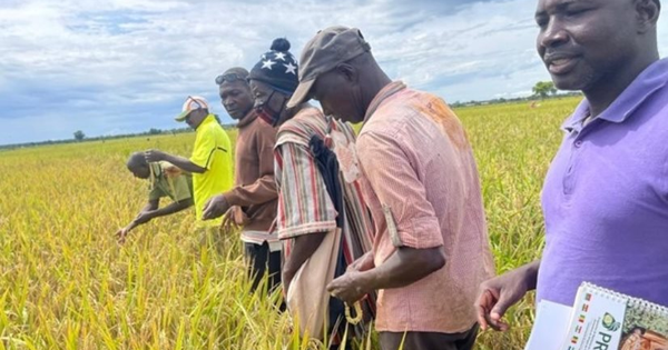 Toàn cầu lo dư thừa, một quốc gia bất ngờ đứng trước nguy cơ thiếu gạo trầm trọng: Chỉ tự sản xuất được chưa đến 20%, thiếu hụt hơn 380.000 tấn