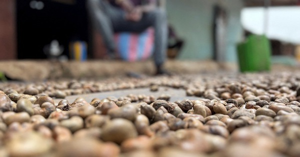 'Sản vật trời ban' của Việt Nam lập kỷ lục chưa từng có, lần đầu gia nhập 'câu lạc bộ 5 tỷ USD'