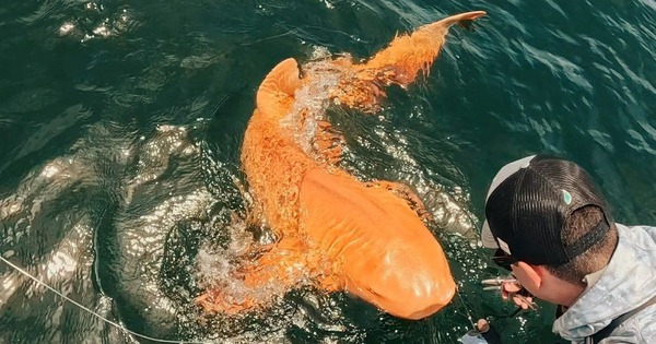 Cá mập vàng rực ngoài khơi Costa Rica khiến giới khoa học kinh ngạc về đột biến sắc tố hiếm gặp