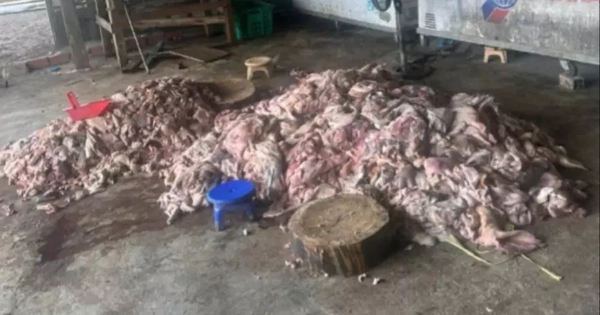 Phát hiện thịt lợn bốc mùi hôi thối sắp 'tuồn' ra thị trường