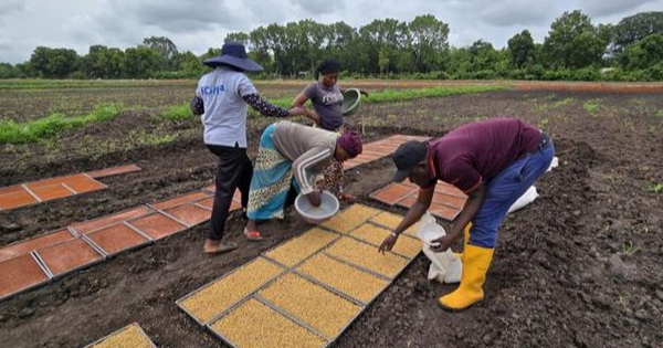 Không phải Thái Lan hay Việt Nam, giống lúa từ một quốc gia châu Á đang gây sốt tại châu Phi: Năng suất cao gấp 1,7 lần, chu kỳ sinh trưởng ngắn