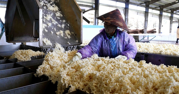 Hàng chục nghìn tấn 'vàng trắng' của Việt Nam ồ ạt đổ bộ quốc gia láng giềng: 1/3 thế giới ưa chuộng, diện tích trồng hơn 900.000 ha