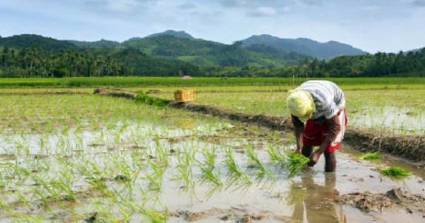 Việt Nam đón tin vui từ nhà nhập khẩu gạo lớn nhất thế giới