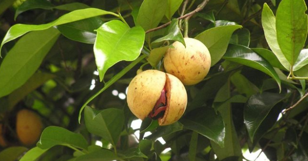 Một loại gia vị triệu đô thế giới rất hiếm nhưng Việt Nam trồng bạt ngàn: Thu về gần 33 triệu USD, 31 quốc gia liên tục săn đón