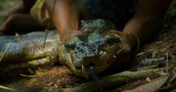Trăn khổng lồ mới lộ diện trong rừng Amazon khiến giới khoa học sửng sốt