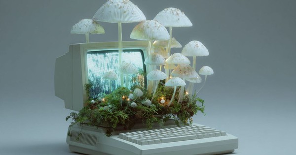 Kỷ nguyên máy tính sinh học: Khi nấm hương trong bếp trở thành linh kiện điện tử thay thế chip silicon đắt đỏ