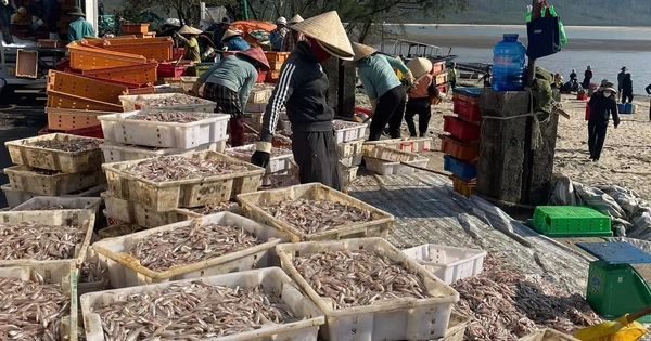 Ngư dân Hà Tĩnh trúng đậm ‘lộc biển’, thu tiền triệu mỗi ngày