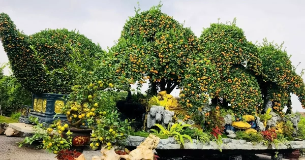 Choáng ngợp loạt ‘siêu phẩm’ cây cảnh chơi Tết ở Hưng Yên giá hàng trăm triệu đồng