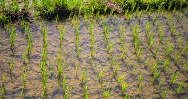 Sau Ấn Độ, Thái Lan, Việt Nam đón thêm đối thủ gạo mới: Xuất khẩu vừa tăng hơn 50%, từ Á đến Âu đang đua nhau mua hàng