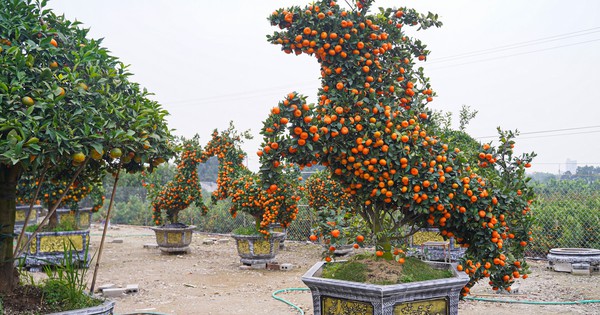 Độc lạ quýt cảnh hình ngựa giá hàng chục triệu đồng