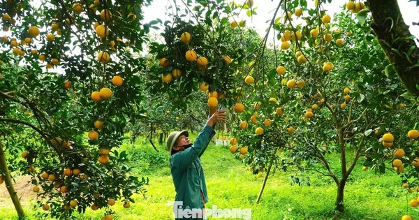 Rừng cam chín vàng rực, người dân 'ém hàng' chờ Tết