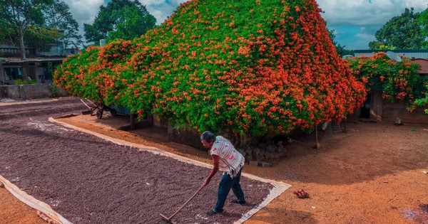 Ngắm ngôi nhà phủ kín hoa xác pháo 'nổi như cồn' ở Lâm Đồng