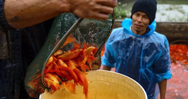 Nhộn nhịp thủ phủ cá chép đỏ cúng Tết ông Công, ông Táo