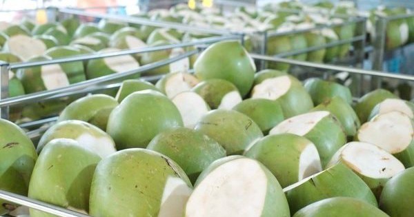 Không phải sầu riêng, một báu vật triệu đô của Việt Nam khiến Trung Quốc, Mỹ cực mê: xuất khẩu hơn 1 tỷ USD, diện tích trồng gần 200.000 ha