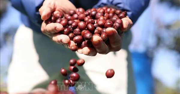 Giá cà phê bứt phá mạnh