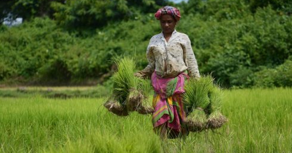 Quốc gia tăng nhập khẩu gạo Việt Nam 20.000% trong năm 2025 lên kế hoạch mua thêm, một đối thủ ngay lập tức 'chốt đơn'