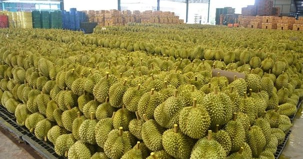 Sầu riêng Thái Lan ‘hụt hơi’ trước Việt Nam tại Trung Quốc, láng giềng lập tức ra chiến lược mới
