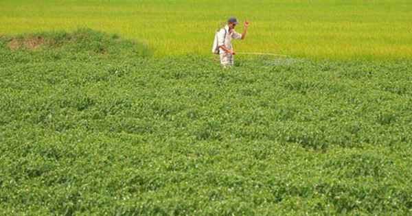Việt Nam sở hữu loại quả ‘một vốn mười lời’ được Lào, Trung Quốc đua nhau săn đón: thu về tiền tỷ, sản lượng mỗi năm hàng trăm nghìn tấn