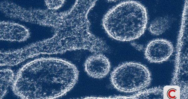 Nipah 2026: "Sát thủ" có tỷ lệ tử vong 40-75%, chưa có vaccine đặc hiệu