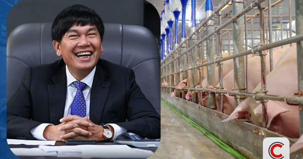 Đàn heo của tỷ phú Trần Đình Long xuất chuồng hơn 660.000 con năm 2025