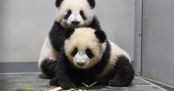 Buồn của Nhật Bản: 100.000 người đăng ký đến chia tay cặp gấu trúc song sinh về Trung Quốc, đánh dấu ngày không còn con gấu trúc nào trên lãnh thổ