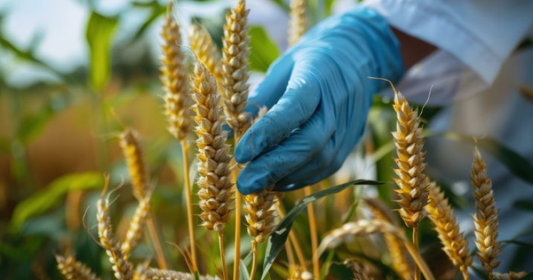 Phát minh của Mỹ gây rung chuyển ngành nông nghiệp: Tạo ra giống lúa mì biến đổi gene tự sản sinh ra phân bón, người nông dân tiết kiệm được hàng tỷ đồng