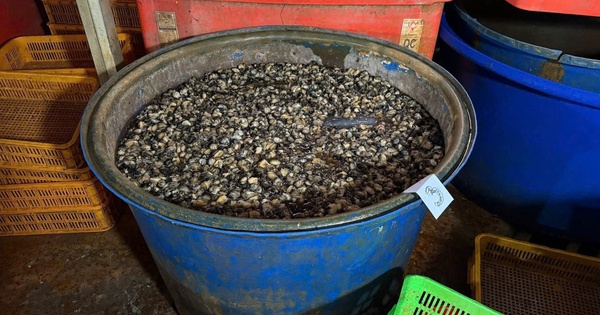 3 tấn thịt ốc bươu được ngâm tẩm hóa chất dùng trong xây dựng, sản xuất xi măng - đang chuẩn bị cung cấp ra thị trường thì bị cơ quan chức năng tóm gọn