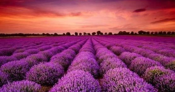 Cổ phiếu một cá mập từ khi lên sàn chỉ biết mỗi "màu tím", Tổng Giám đốc nói gì?