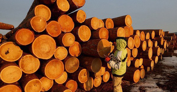 Mỹ chi hơn 9 tỷ USD săn 'cây kim tiền' của Việt Nam: Nhật Bản, Trung Quốc cực ưa chuộng, nước ta là ông trùm đứng thứ 5 thế giới