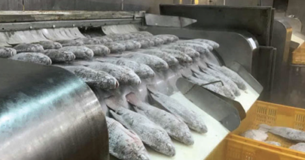 Không phải sầu riêng hay đất hiếm, một kho báu của Việt Nam được Mỹ liên tục săn lùng: Xuất khẩu tăng 499%, nước ta có lợi thế về thuế