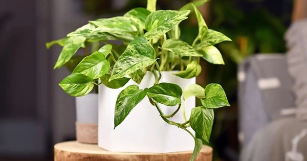 5 loại cây nên có trong nhà, đặt đâu cũng "hút" vượng khí