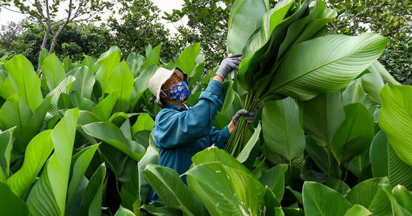 Làng lá dong vào vụ thu hoạch Tết, người trồng 'hái tiền' mỏi tay