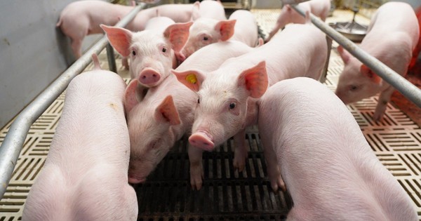 BAF Việt Nam: Cơ hội “đảo chiều” sau chu kỳ biến động Q4/2025 của ngành chăn nuôi