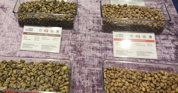 Giá cà phê hôm nay 31-1: Giảm đồng loạt, xuất khẩu khả quan