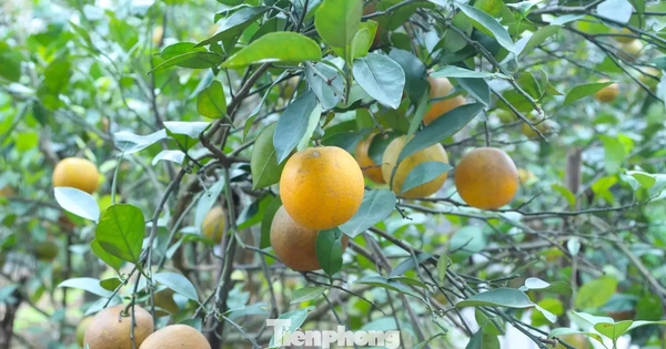 Thất thu cam 'tiến vua' vụ Tết