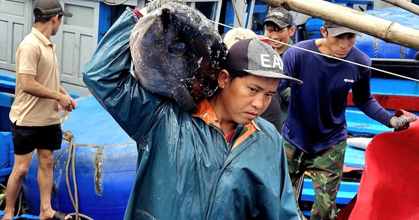 Cá ngừ đại dương trúng mùa, ngư dân Đắk Lắk thu lãi trước Tết