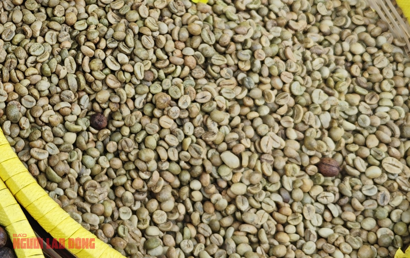 Giá cà phê hôm nay 14-1: Tăng đồng loạt, Brazil xuất khẩu giảm sâu - Ảnh 1