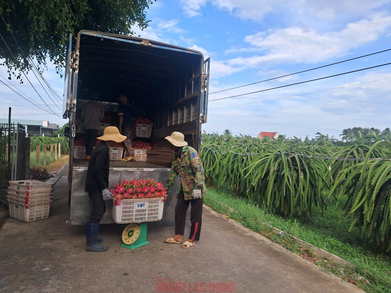 Thanh long nghịch vụ hút hàng, giá cao dịp cận Tết - Ảnh 1