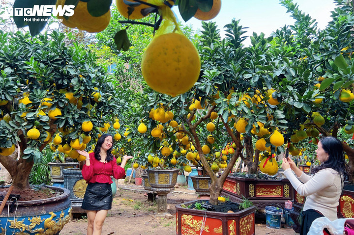 Bưởi Diễn 'đổ bộ' vào Nam sớm, giá tăng mạnh trước Tết - Ảnh 12