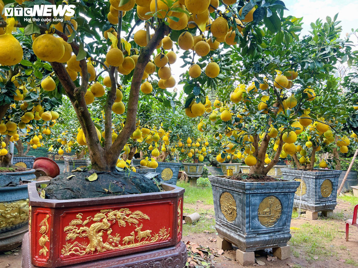 Bưởi Diễn 'đổ bộ' vào Nam sớm, giá tăng mạnh trước Tết - Ảnh 5