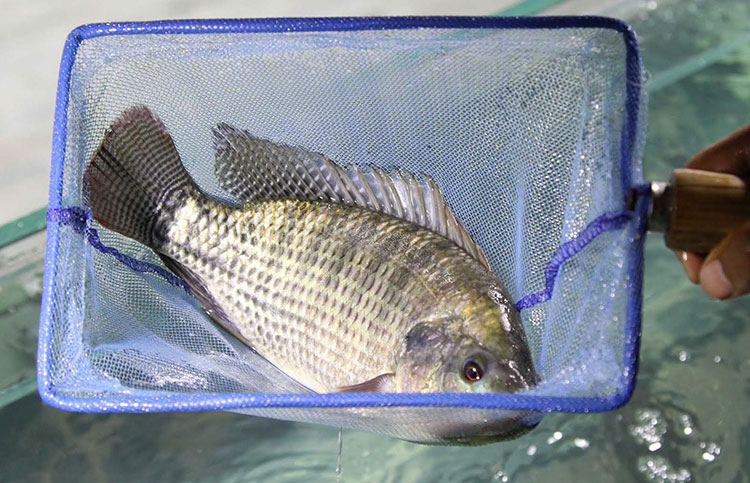 Mặt hàng của Việt Nam nằm trong top 10 thế giới, loạt quốc gia lớn mê đắm, có nơi tăng nhập khẩu 7.551% - Ảnh 2