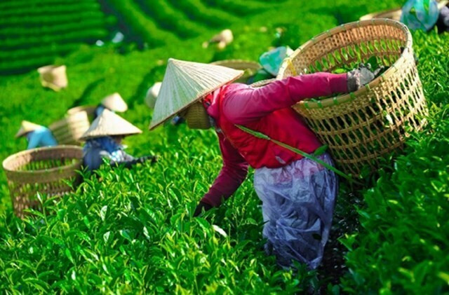 Tin mới nhất về gần 500 container chè Việt Nam ách tắc tại Pakistan - Ảnh 1