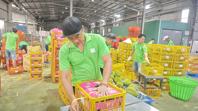 Việt Nam sắp dẫn đầu về xuất khẩu sầu riêng - Ảnh 1