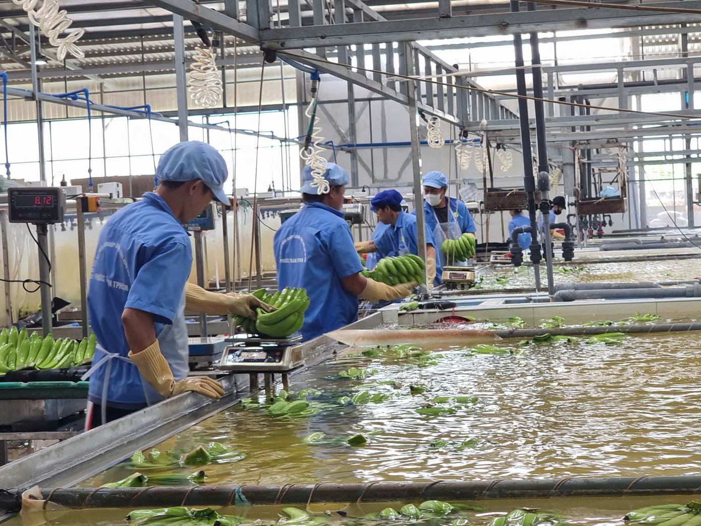 Dự báo mặt hàng rau quả mới sẽ gia nhập 'câu lạc bộ' tỷ USD - Ảnh 2